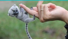 This is the cutest and smallest primate in the world: Just with your finger