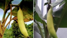 Discover the Enormous Marvel of Nature: The World’s Biggest Banana