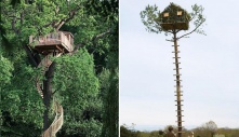 Discovering Mother Nature's Ingenious Designs: A Fascinating Journey Into the Spectacular Treehouses of the World