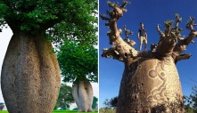 Discovering the World's Most Breathtaking and Bizarre Tree Stumps: Unveiling Nature's Wonders