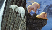 Unleashing the Secrets of Vertical Rock Climbing Masters: Discovering the Feats of These Extraordinary 'Super-Goats'