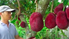 Rare Red-Shell, Orange-Pulp Jackfruit Unearthed in Vietnam Sh.ocks Local Community