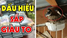 Nhà có 3 dấu hiệu này: Chúc mừng bạn ăn ở hiền lành, đất có kho báu phong thủy, gia chủ sắp giàu to