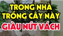 Nhà có 5 cây này, lộc khí phừng phừng nghe tên đã may mắn: Loại thứ 2 nhà giàu nào cũng có 1 cây