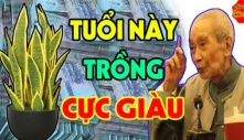 Ai thuộc tuổi này trồng cây lưỡi Hổ cực hợp: Để trong nhà kinh doanh đắc lộc, tiền đẻ ra tiền