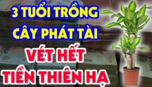 Ai thuộc tuổi này trồng cây phát tài như cá Chép hóa Rồng: Làm giàu cực dễ, vét cạn tiền thiên hạ