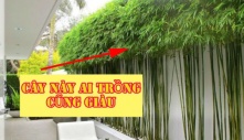 Cây này hợp cả 5 mệnh và 12 con giáp: Cứ trồng là chiêu tài hút lộc, gia chủ đổi mệnh phát tài