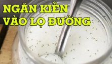 6 cách đuổi sạch kiến ra khỏi lọ đường cực nhanh, vài phút là đàn kiến 'một đi không trở lại'