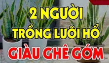 Ai thuộc 2 mệnh này trồng cây lưỡi hổ: Kinh doanh như Rồng cưỡi mây, 1 vốn 10 lời, chẳng thiếu tiền xài