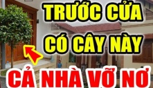 Thầy phong thủy dặn: Có 4 cây trồng vào nhà nào nhà đó lụi bại, 'chặn cửa' thần Tài