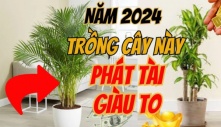 5 loại cây phong thủy cực tốt cho năm 2024, rinh một cây về nhà cũng đủ cả năm hưởng giàu sang, phúc lộc