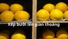 Mùa bưởi, cứ dùng thứ này quét lên quả bưởi thì giữ được vài tháng bưởi không mốc không héo