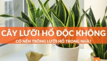 Có nên trồng cây lưỡi hổ trong nhà không? Câu trả lời khiến 99% người được hỏi đều “ngỡ ngàng bật ngửa”