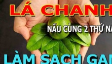 Loại lá làm mát gan, nước ngoài 6 triệu/kg, ở Việt Nam mọc dại đầy vườn không ai biết mà hái