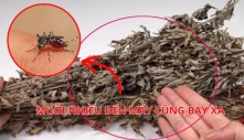 Lấy 1 nắm lá nhỏ này đặt trong phòng ngủ: Muỗi nhiều đến mấy cũng bay xa, không lo bị đốt