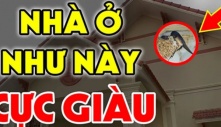 Nhà có 4 điều này: Chúc mừng bạn đất có kho báu phong thủy, càng ở càng tích phúc, giàu có 3 đời