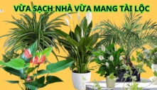 Gợi ý những cây hút bụi mịn cực tốt, sống được trong nhà thiếu sáng, vừa giúp bạn thư giãn còn hút tài lộc