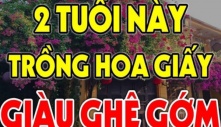 Ai thuộc tuổi này trồng hoa giấy như cá Chép hóa Rồng: Kinh doanh đắc tài, chẳng thiếu tiền xài