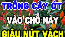 Ớt là loại quả rất cay, vậy trồng ớt trước nhà có được không? Mang lại may mắn hay điềm rủi