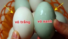 Khác biệt giữa trứng vịt vỏ trắng và vỏ xanh: Chọn đúng ăn chất lượng hơn