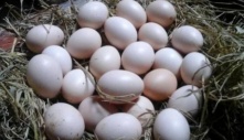 Trứng gà đỏ hay trứng gà trắng loại nào giàu dinh dưỡng hơn? Nhiều người không biết lại chọn sai