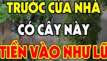 3 loại cây trồng trước cửa nhà nào nhà đó đời đời giàu có: Chỉ cần 1 cây thôi chẳng thiếu tiền tiêu