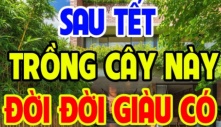 3 loại cây trồng trước nhà ly tan lụi bại, nghèo không ngóc lên được; Trồng sau nhà giàu có 3 đời, cây gì?