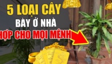 5 loại cây được coi là “thần hộ mệnh”, trấn trạch- chiêu tài, con cháu tha hồ hưởng lộc