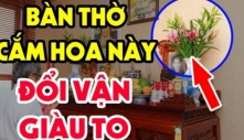 Chọn hoa cúng Rằm: Có 1 bông này trên bàn thờ thần Tài ưng bụng, ban lộc gấp đôi