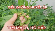 Loại rau 'bổ hơn thịt, rẻ hơn thuốc', quý như sâm, mọc dại đầy vườn không ăn quá phí