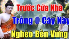 4 loại cây Sát Khí cao trồng trước nhà nào, nhà ấy suy vong: Càng để lâu càng hao của chặt ngay còn kịp