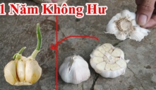 7 cách bảo quản hành, tỏi để cả năm không mốc, không ọp, không nảy mầm