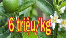 Loại lá ở nước ngoài bán 6 triệu/kg, ở Việt Nam mọc dại đầy vườn, làm mát gan cực tốt