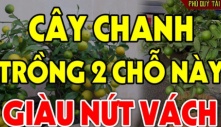 Quả chanh có vị chua chát trồng trước nhà được không? Vị trí trồng chuẩn nhất thu hút tài lộc cho gia chủ