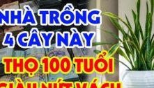 4 loại cây ví như đệ tử Thần Tài, trồng ở đâu hút lộc về ở đấy