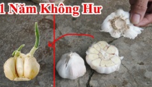 Cách bảo quản tỏi cực lâu, để nhiều tháng không hỏng, không ọp