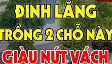 Cây Đinh Lăng thu tài hút tài lộc đừng trồng linh tinh: Đây là vị trí tốt nhất giúp gia chủ phát tài