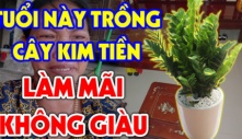 Cây Kim Tiền sinh tài hút lộc, ai cũng đua nhau trồng: Chỉ 2 mệnh này đại kỵ, càng trồng càng nghèo