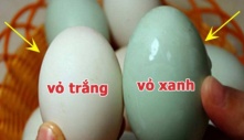 Khác biệt giữa trứng vịt vỏ trắng và vỏ xanh: Chọn đúng ăn chất lượng hơn 