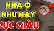 Nhà có 3 loài vật này làm tổ cực kỳ may mắn: Đất có kho báu phong thủy càng ở càng giàu có