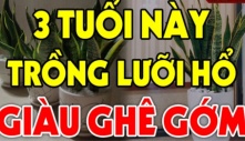 Ai thuộc tuổi này trồng cây lưỡi hổ như Rồng cưỡi mây: Kinh doanh đắc tài, chẳng thiếu tiền xài