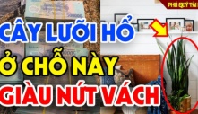 Cây Lưỡi Hổ xua đuổi tà ma, hút tài lộc đừng trồng linh tinh: Đây mới là vị trí tốt ai cũng nên biết