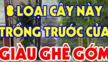 Các cụ có câu: 3 loại cây đệ tử Thần Tài trồng trước nhà nào, nhà đó cực kỳ giàu có