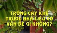 Trồng khế trước cửa: 2 ‘cần’ - 1 ‘tránh’ lộc lá tiền của mới đổ về