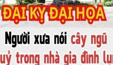 Người xưa nói cây ngũ quỷ trong nhà gia đình lụn bại, cây ngũ quỷ là gì?