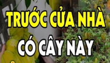 Loại cây “hợp vía” thần Tài, đặt trước cửa là hút lộc lá về, gia chủ giàu lên trông thấy