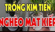 Cây kim tiền kỵ nhất người thuộc 2 mệnh này: Đặt trong nhà càng xanh tốt càng cạn lộc