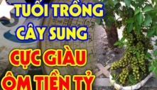 Ông bà ta bảo: Cứ trồng cây này trước cửa nhà là con cháu phú quý 3 đời, cây gì?