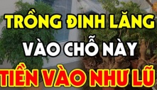 Cây Đinh Lăng trấn giữ của cải đừng trồng linh tinh: Vị trí này mới tốt nhất theo phong thủy