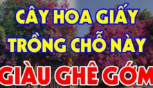 Cây hoa giấy ngăn chặn điềm xấu hút tài lộc nhưng đừng trồng linh tinh: Chúng chỉ hợp với người thuộc mệnh này